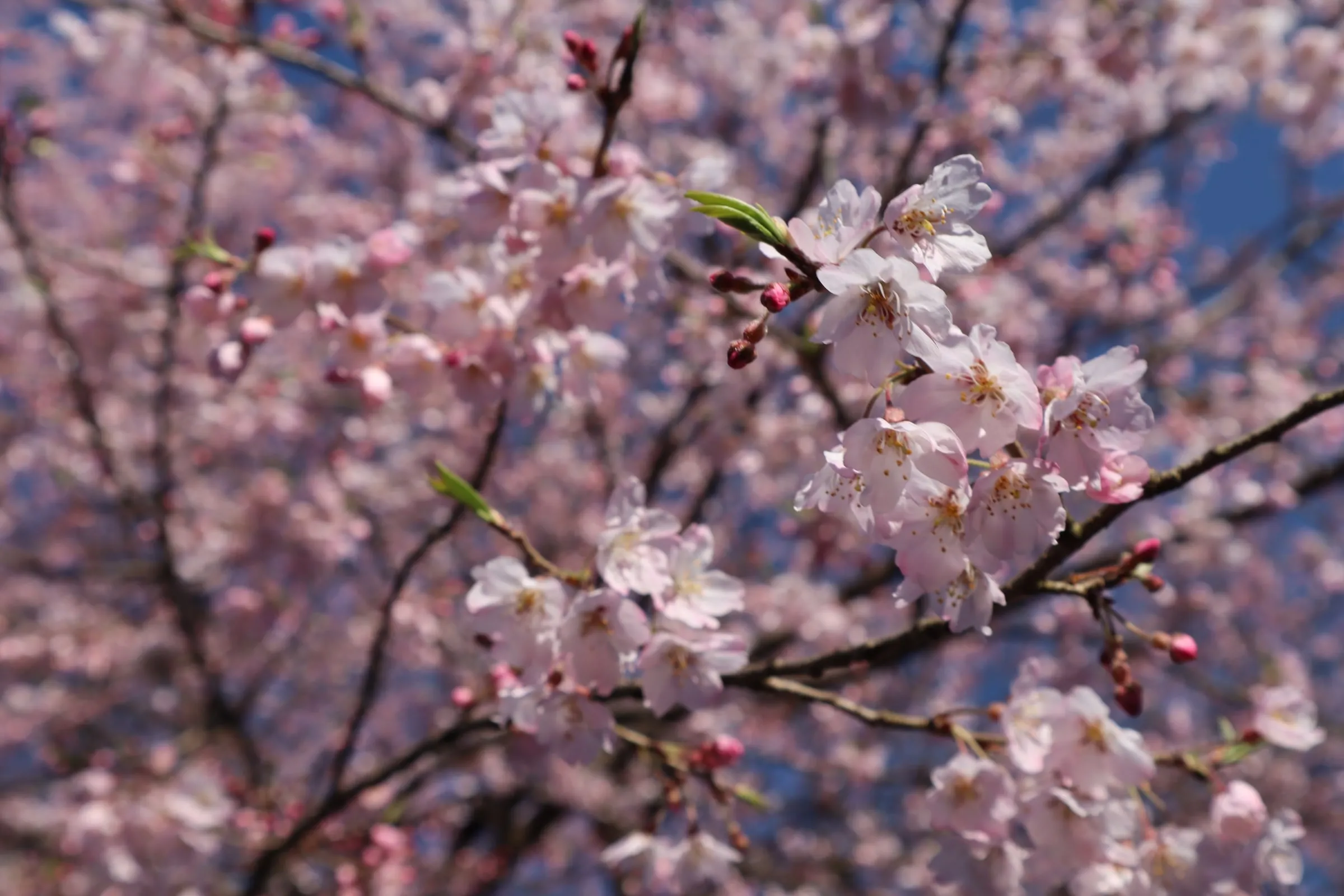A branch of pale pink cherry blossoms.