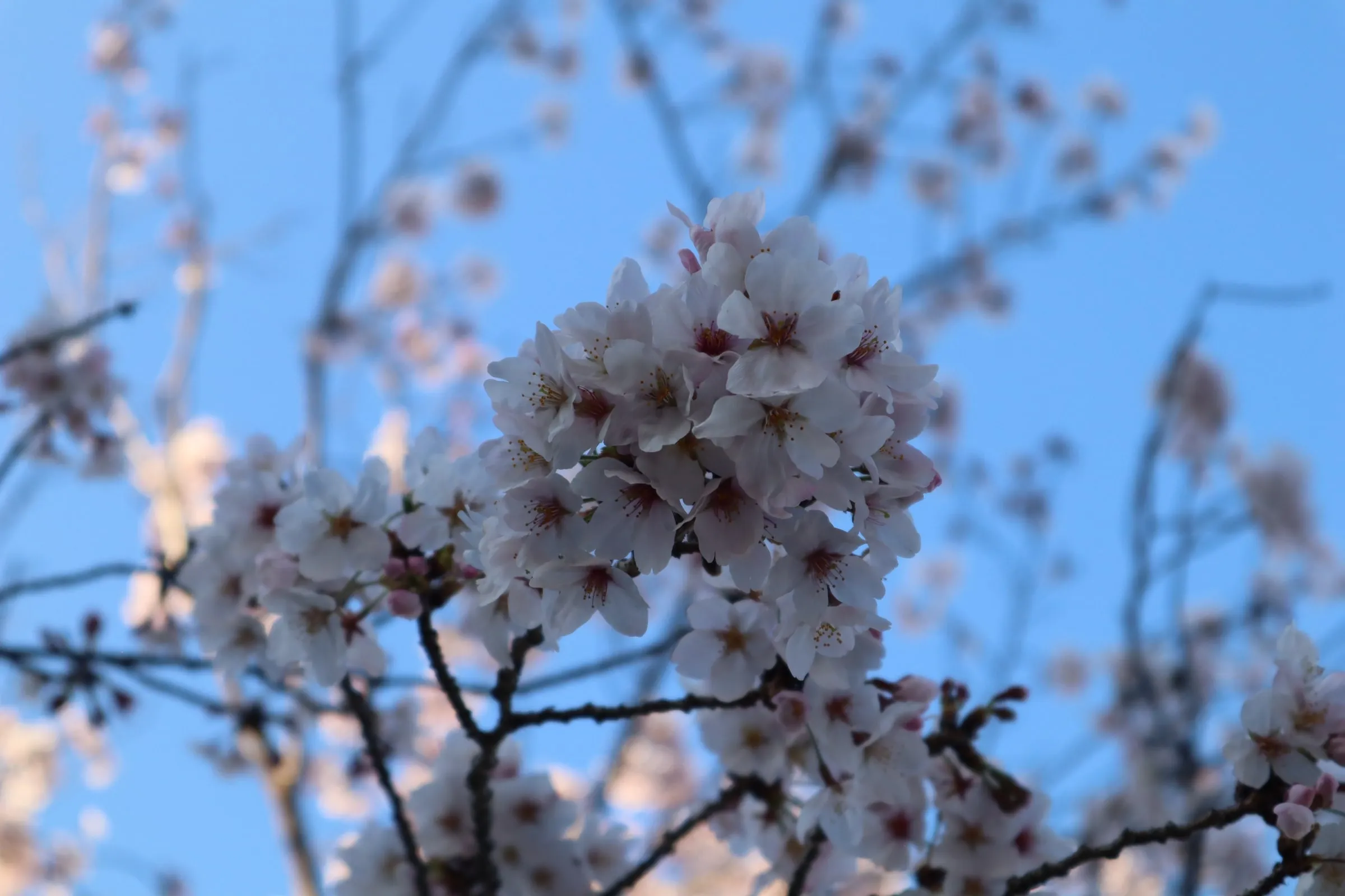 A cluster of cherry blossoms against a clear blue sky.