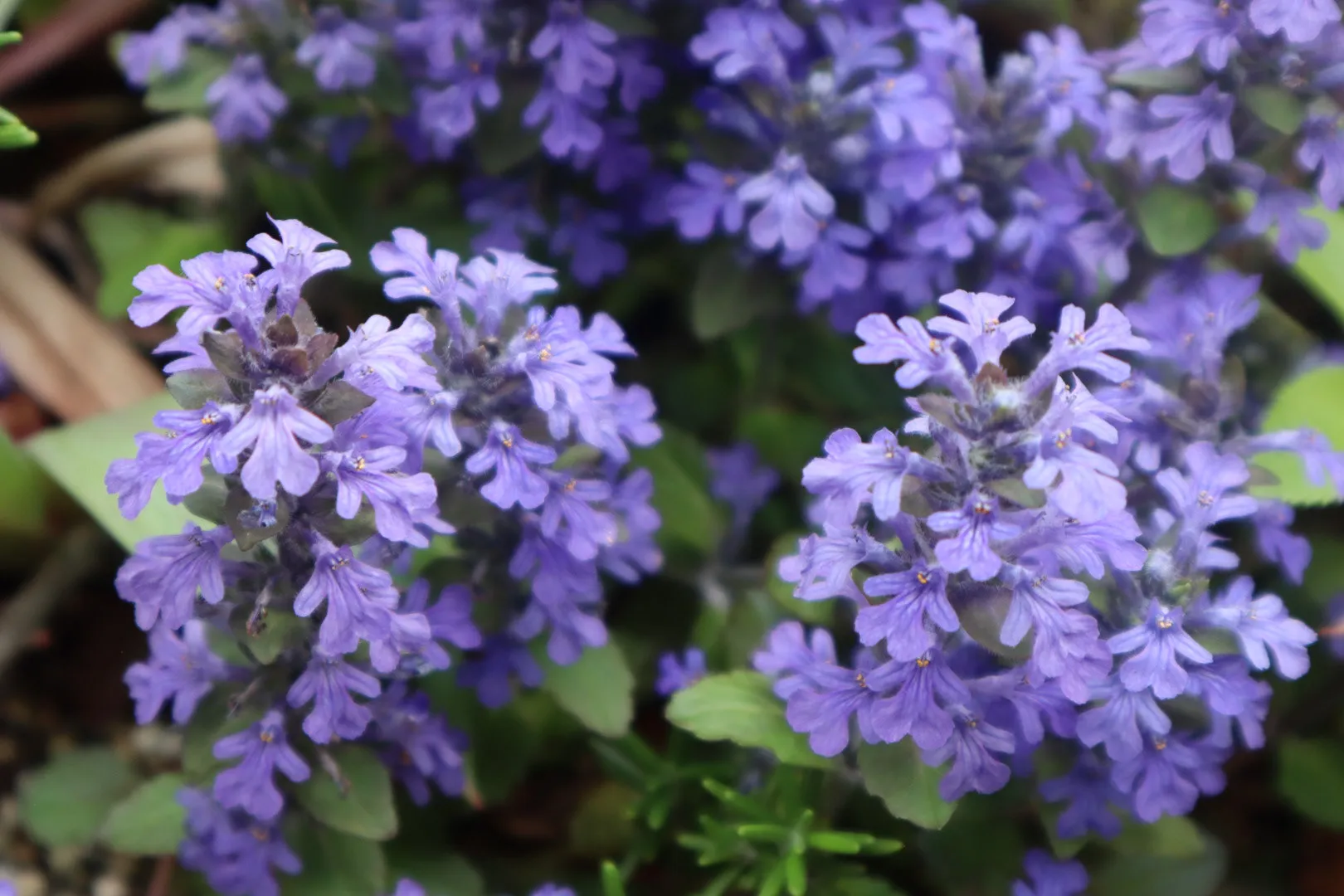 Close-up of purple bugleweed flowers.