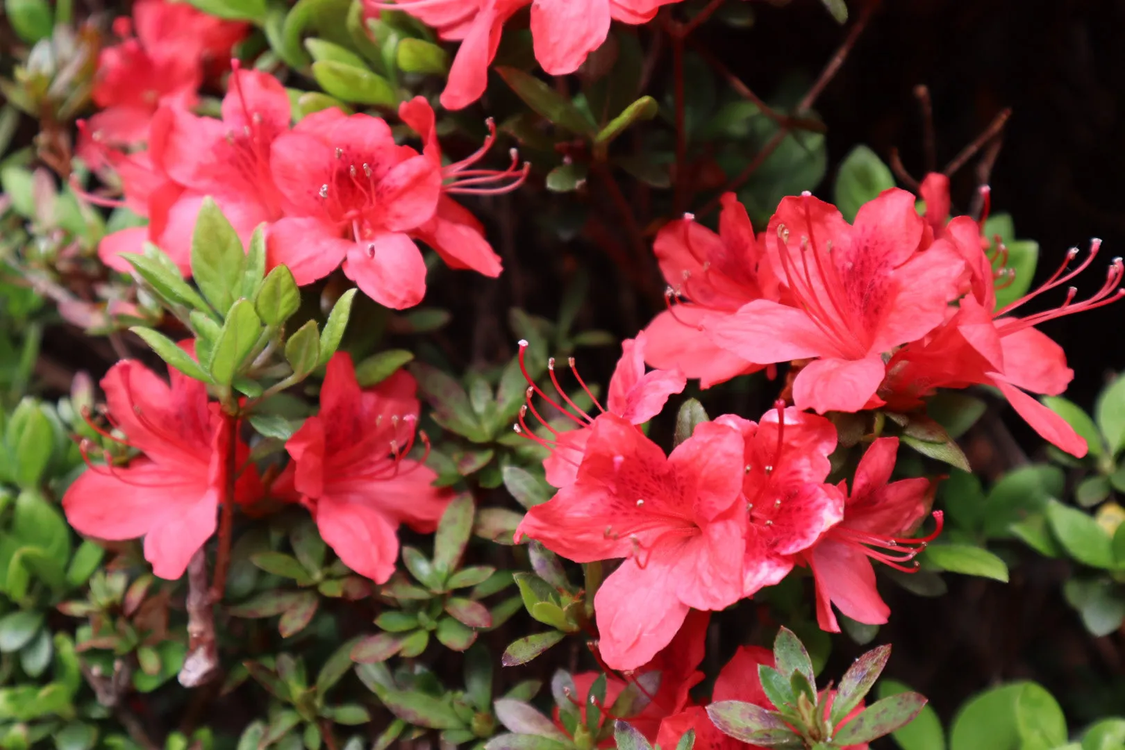 Red azaleas in bloom.