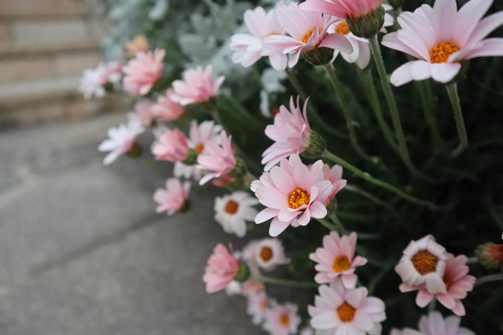 Pink and white daisies beside stone steps.