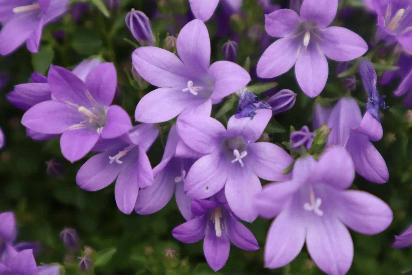 Purple bellflowers.