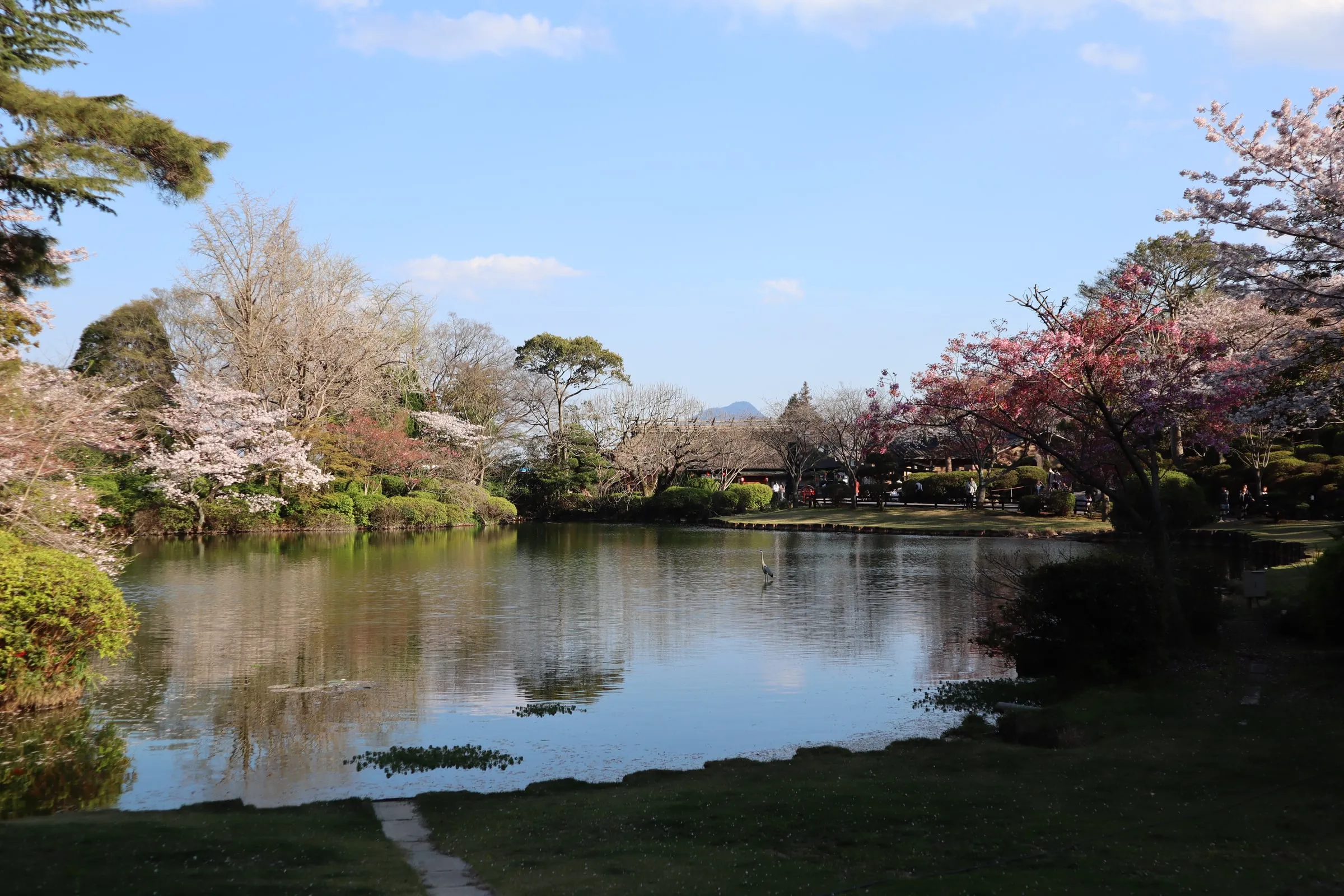 A still pond ringed by cherry trees in bloom.