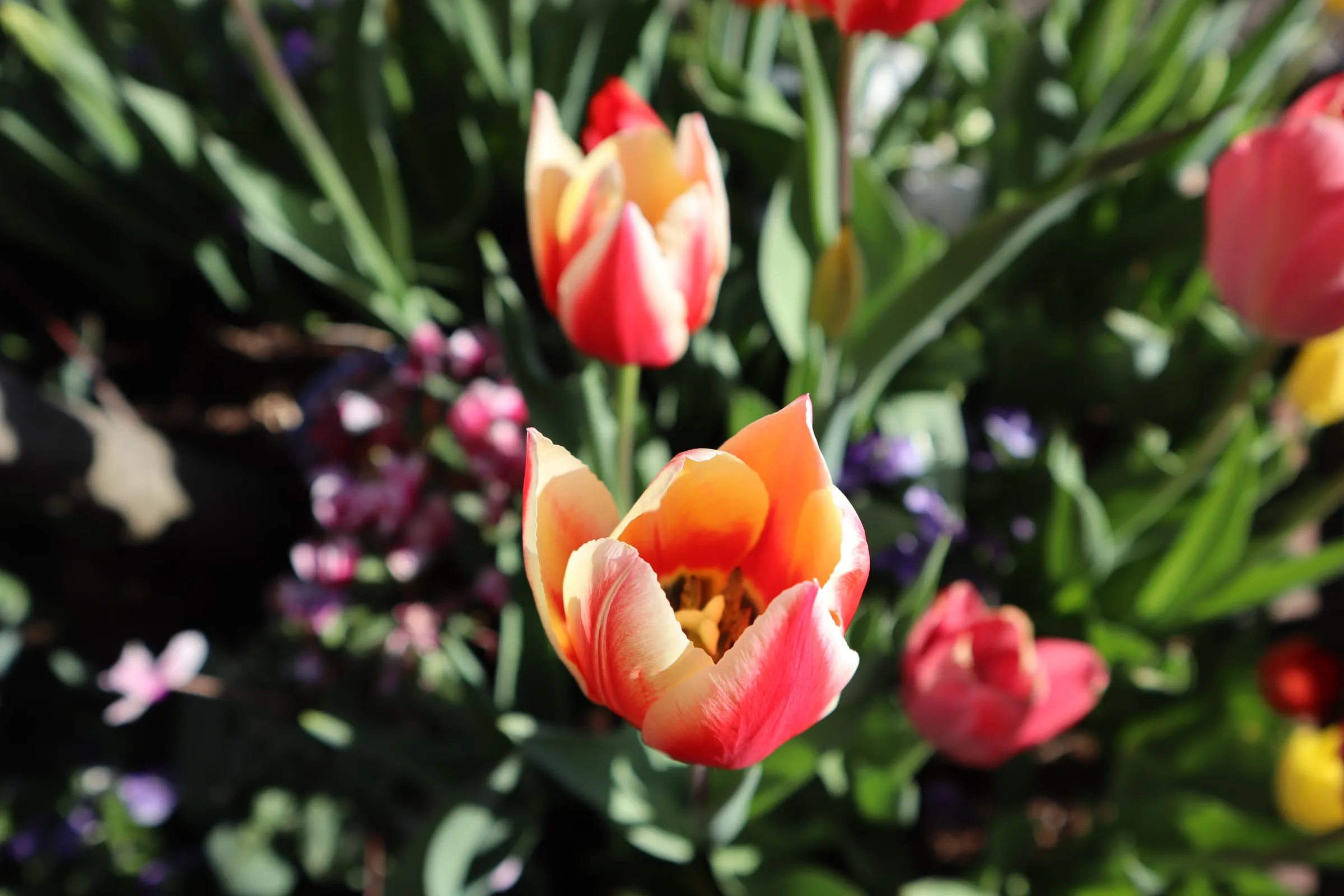 Orange and red tulips, close up.